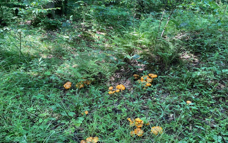 0 Laurel Run Road, Montrose, West Virginia 26283, 0 , 0 ,0,Lots/land,For Sale,Laurel Run,0,10165790 0 Laurel Run Road, Montrose, West Virginia 26283, 0 , 0 ,0,Lots/land,For Sale,Laurel Run,0,10165790