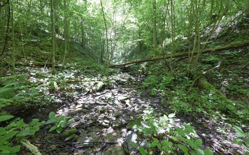 Lot 1 Four States Road, Worthington, West Virginia 26572, 0 , 0 ,0,Lots/land,For Sale,Four States,0,10165789