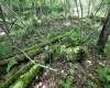 Lot 1 Four States Road, Worthington, West Virginia 26572, 0 , 0 ,0,Lots/land,For Sale,Four States,0,10165789
