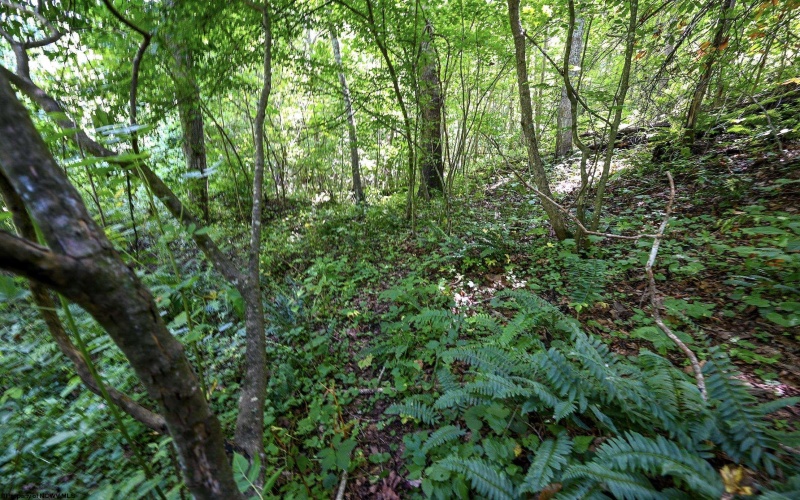 Lot 1 Four States Road, Worthington, West Virginia 26572, 0 , 0 ,0,Lots/land,For Sale,Four States,0,10165789