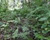 Lot 1 Four States Road, Worthington, West Virginia 26572, 0 , 0 ,0,Lots/land,For Sale,Four States,0,10165789