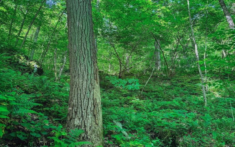 Lot 1 Four States Road, Worthington, West Virginia 26572, 0 , 0 ,0,Lots/land,For Sale,Four States,0,10165789