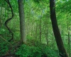 Lot 1 Four States Road, Worthington, West Virginia 26572, 0 , 0 ,0,Lots/land,For Sale,Four States,0,10165789