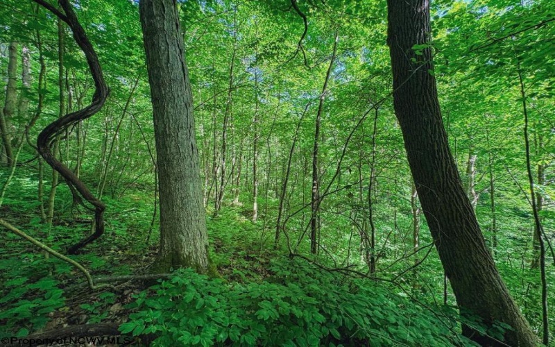 Lot 1 Four States Road, Worthington, West Virginia 26572, 0 , 0 ,0,Lots/land,For Sale,Four States,0,10165789