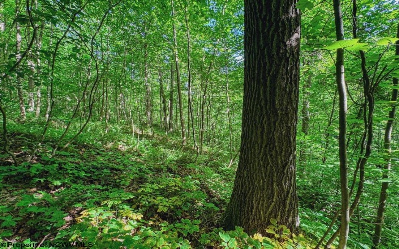 Lot 1 Four States Road, Worthington, West Virginia 26572, 0 , 0 ,0,Lots/land,For Sale,Four States,0,10165789
