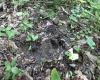 Lot 1 Four States Road, Worthington, West Virginia 26572, 0 , 0 ,0,Lots/land,For Sale,Four States,0,10165789