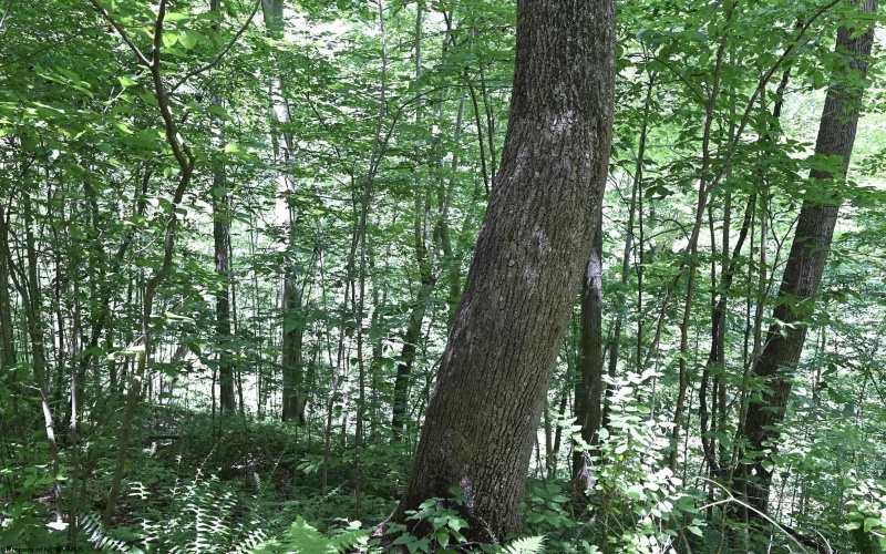 Lot 1 Four States Road, Worthington, West Virginia 26572, 0 , 0 ,0,Lots/land,For Sale,Four States,0,10165789