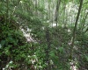 Lot 1 Four States Road, Worthington, West Virginia 26572, 0 , 0 ,0,Lots/land,For Sale,Four States,0,10165789