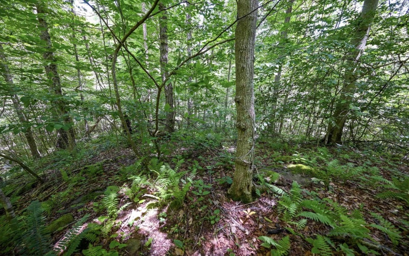 Lot 1 Four States Road, Worthington, West Virginia 26572, 0 , 0 ,0,Lots/land,For Sale,Four States,0,10165789