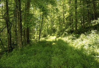 Lot 18 Lake Island Drive, Belington, West Virginia 26250, 0 , 0 ,0,Lots/land,For Sale,Lake Island,0,10165783