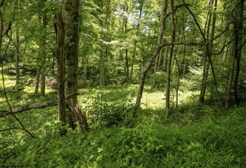 Lot 19 Lake Island Drive, Belington, West Virginia 26250, 0 , 0 ,0,Lots/land,For Sale,Lake Island,0,10165784