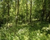 Lot 19 Lake Island Drive, Belington, West Virginia 26250, 0 , 0 ,0,Lots/land,For Sale,Lake Island,0,10165784