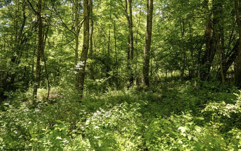 Lot 21 Lake Island Drive, Belington, West Virginia 26250, 0 , 0 ,0,Lots/land,For Sale,Lake Island,0,10165786