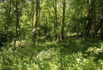 Lot 23 Lake Island Drive, Belington, West Virginia 26250, 0 , 0 ,0,Lots/land,For Sale,Lake Island,0,10165788