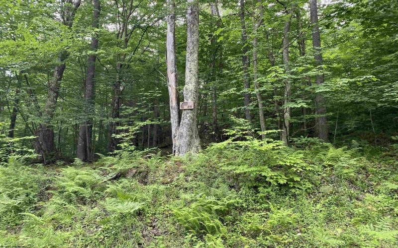 Lot 2 Teakwood Drive, Davis, West Virginia 26260, 0 , 0 ,0,Lots/land,For Sale,Teakwood,0,10165830