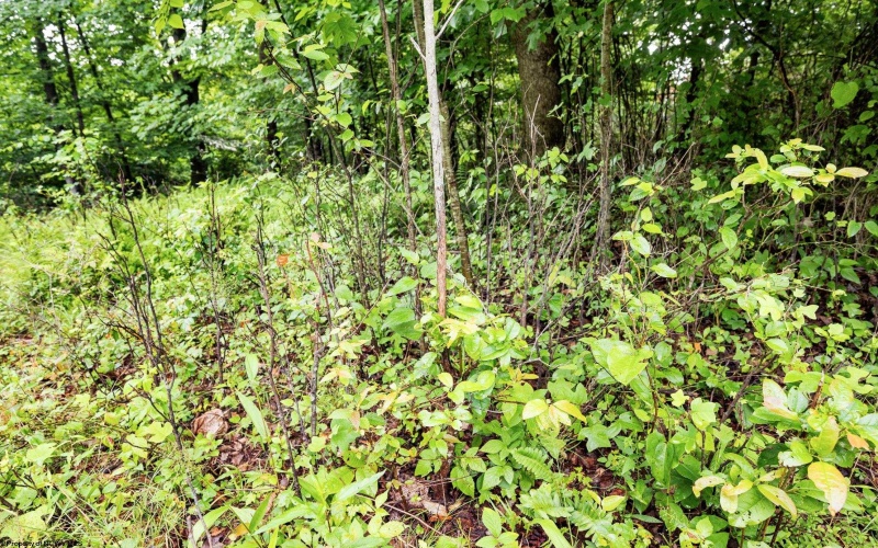 Lot 4 Burnt Cabin Road, Fairmont, West Virginia 26554, 0 , 0 ,0,Lots/land,For Sale,Burnt Cabin,0,10165856 Lot 4 Burnt Cabin Road, Fairmont, West Virginia 26554, 0 , 0 ,0,Lots/land,For Sale,Burnt Cabin,0,10165856