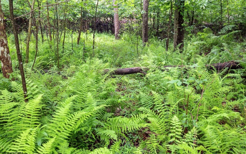 Lot 7 Burnt Cabin Road, Fairmont, West Virginia 26554, 0 , 0 ,0,Lots/land,For Sale,Burnt Cabin,0,10165859 Lot 7 Burnt Cabin Road, Fairmont, West Virginia 26554, 0 , 0 ,0,Lots/land,For Sale,Burnt Cabin,0,10165859