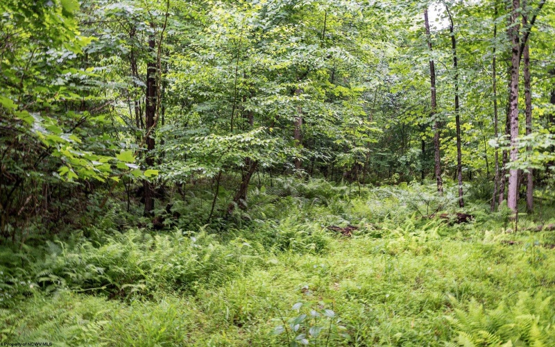 Lot 7 Burnt Cabin Road, Fairmont, West Virginia 26554, 0 , 0 ,0,Lots/land,For Sale,Burnt Cabin,0,10165859 Lot 7 Burnt Cabin Road, Fairmont, West Virginia 26554, 0 , 0 ,0,Lots/land,For Sale,Burnt Cabin,0,10165859