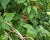 Lot 1 Breezy Knoll Drive, Buckhannon, West Virginia 26201, 0 , 0 ,0,Lots/land,For Sale,Breezy Knoll,0,10165860