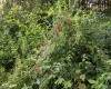 Lot 1 Breezy Knoll Drive, Buckhannon, West Virginia 26201, 0 , 0 ,0,Lots/land,For Sale,Breezy Knoll,0,10165860