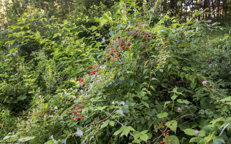 Lot 1 Breezy Knoll Drive, Buckhannon, West Virginia 26201, 0 , 0 ,0,Lots/land,For Sale,Breezy Knoll,0,10165860