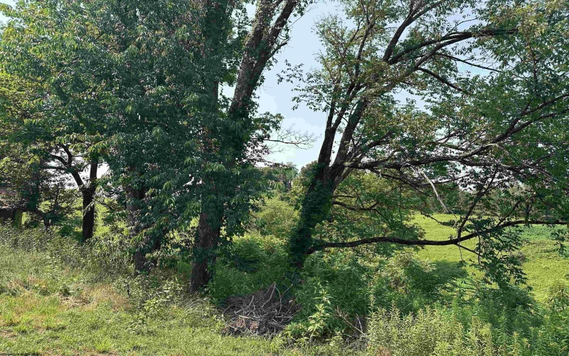 TBD SLAB CAMP Road, French Creek, West Virginia 26218, 0 , 0 ,0,Lots/land,For Sale,SLAB CAMP,0,10165897 TBD SLAB CAMP Road, French Creek, West Virginia 26218, 0 , 0 ,0,Lots/land,For Sale,SLAB CAMP,0,10165897