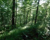 TBD Independence Road, Newburg, West Virginia 26410, 0 , 0 ,0,Lots/land,For Sale,Independence,0,10165909