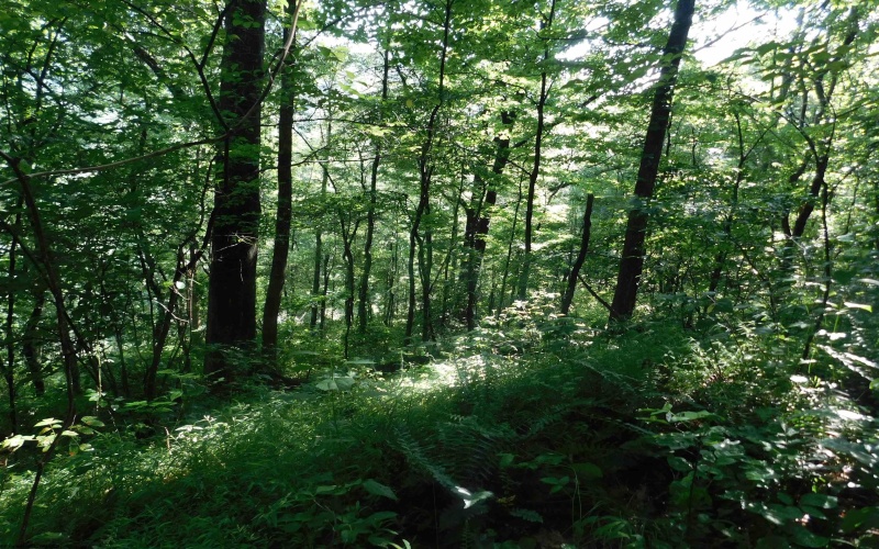 TBD Independence Road, Newburg, West Virginia 26410, 0 , 0 ,0,Lots/land,For Sale,Independence,0,10165909