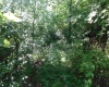 TBD Independence Road, Newburg, West Virginia 26410, 0 , 0 ,0,Lots/land,For Sale,Independence,0,10165909