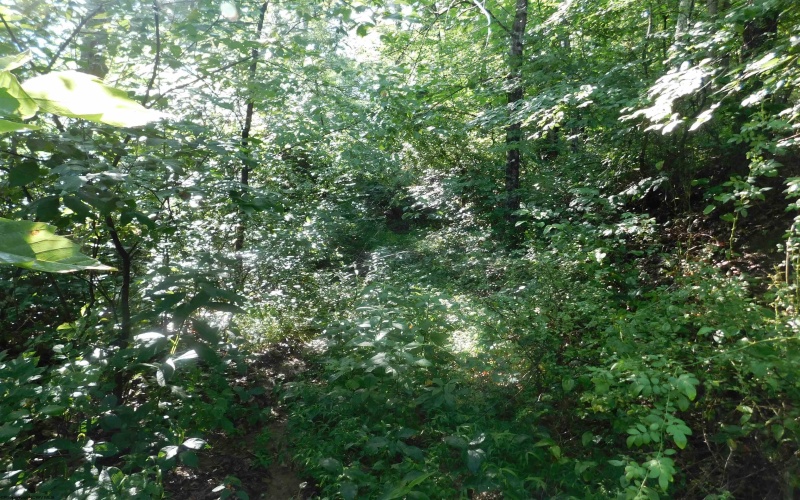 TBD Independence Road, Newburg, West Virginia 26410, 0 , 0 ,0,Lots/land,For Sale,Independence,0,10165909