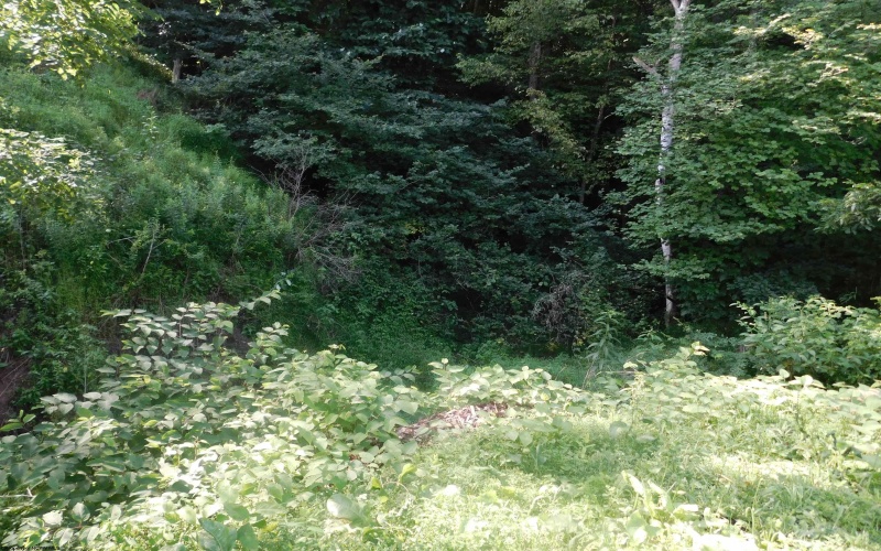 TBD Independence Road, Newburg, West Virginia 26410, 0 , 0 ,0,Lots/land,For Sale,Independence,0,10165909