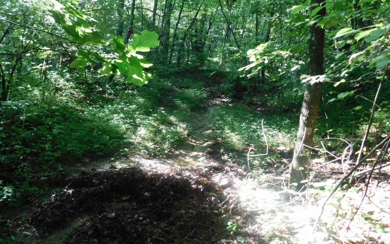 TBD Independence Road, Newburg, West Virginia 26410, 0 , 0 ,0,Lots/land,For Sale,Independence,0,10165909