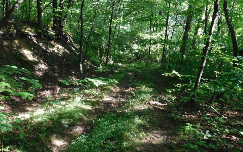 TBD Independence Road, Newburg, West Virginia 26410, 0 , 0 ,0,Lots/land,For Sale,Independence,0,10165909