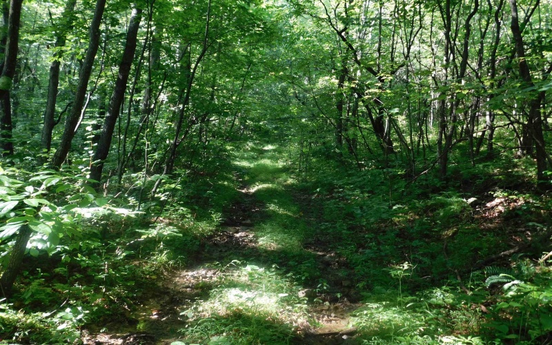 TBD Independence Road, Newburg, West Virginia 26410, 0 , 0 ,0,Lots/land,For Sale,Independence,0,10165909