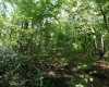 TBD Independence Road, Newburg, West Virginia 26410, 0 , 0 ,0,Lots/land,For Sale,Independence,0,10165909