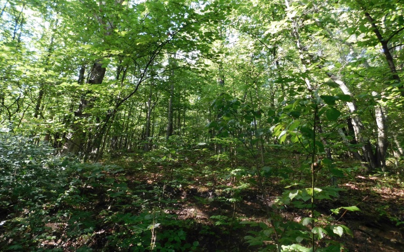 TBD Independence Road, Newburg, West Virginia 26410, 0 , 0 ,0,Lots/land,For Sale,Independence,0,10165909