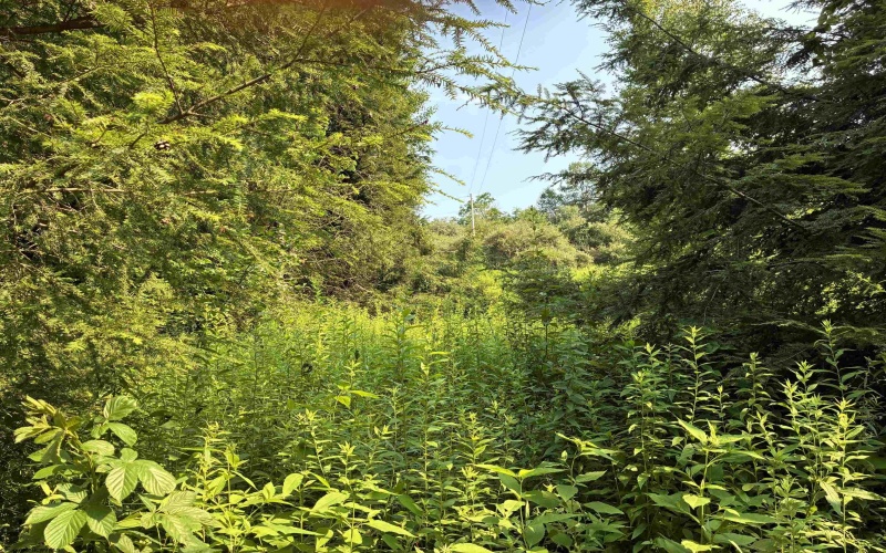 Lot B Woolen Mills Road, Albright, West Virginia 26519, 0 , 0 ,0,Lots/land,For Sale,Woolen Mills,0,10165916