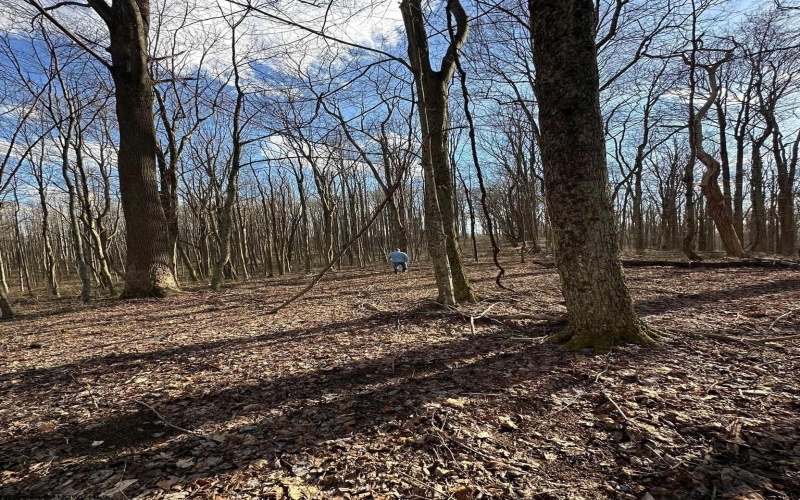 1870 Ludwig Road, Grafton, West Virginia 26354, 0 , 0 ,0,Lots/land,For Sale,Ludwig,0,10165943