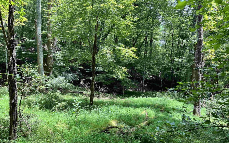 1735 Heavner Grove Road, Buckhannon, West Virginia 26201, 2 Bedrooms Bedrooms, 4 Rooms Rooms,1 BathroomBathrooms,Single Family Detached,For Sale,Heavner Grove,0,10165980