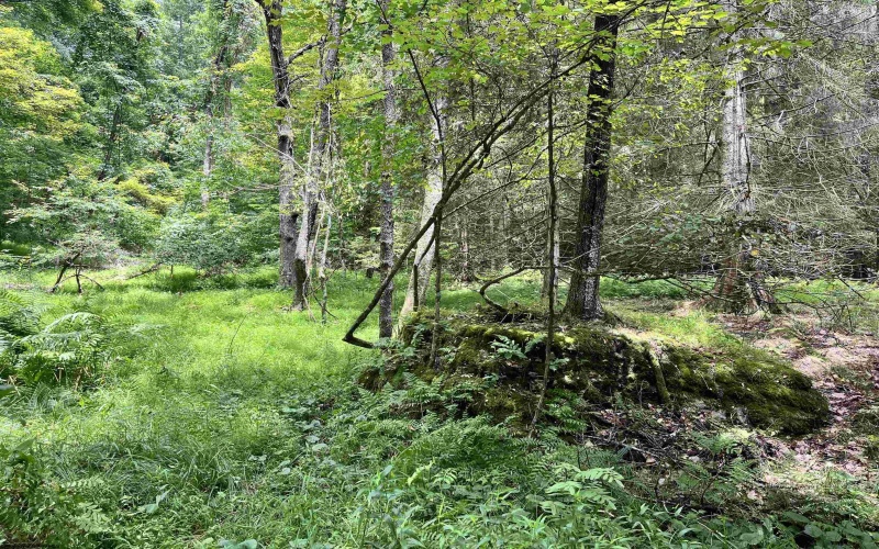 1735 Heavner Grove Road, Buckhannon, West Virginia 26201, 2 Bedrooms Bedrooms, 4 Rooms Rooms,1 BathroomBathrooms,Single Family Detached,For Sale,Heavner Grove,0,10165980
