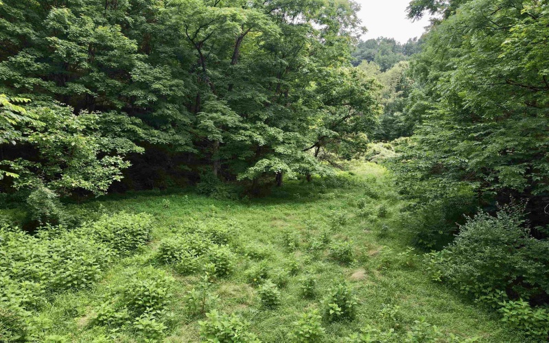 1527 Cowskin Fork Road, Duck, West Virginia 25063, 0 , 0 ,0,Lots/land,For Sale,Cowskin Fork,0,10165989 1527 Cowskin Fork Road, Duck, West Virginia 25063, 0 , 0 ,0,Lots/land,For Sale,Cowskin Fork,0,10165989