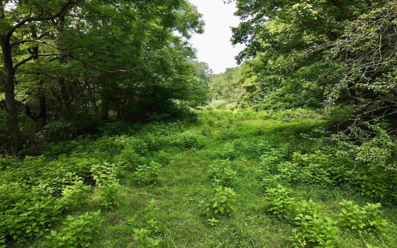 1527 Cowskin Fork Road, Duck, West Virginia 25063, 0 , 0 ,0,Lots/land,For Sale,Cowskin Fork,0,10165989 1527 Cowskin Fork Road, Duck, West Virginia 25063, 0 , 0 ,0,Lots/land,For Sale,Cowskin Fork,0,10165989