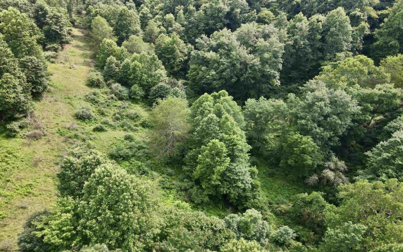 1527 Cowskin Fork Road, Duck, West Virginia 25063, 0 , 0 ,0,Lots/land,For Sale,Cowskin Fork,0,10165989 1527 Cowskin Fork Road, Duck, West Virginia 25063, 0 , 0 ,0,Lots/land,For Sale,Cowskin Fork,0,10165989