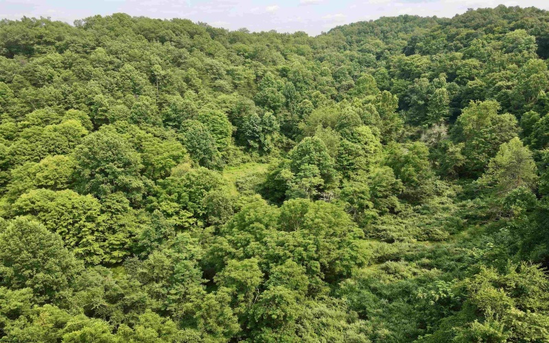 1527 Cowskin Fork Road, Duck, West Virginia 25063, 0 , 0 ,0,Lots/land,For Sale,Cowskin Fork,0,10165989 1527 Cowskin Fork Road, Duck, West Virginia 25063, 0 , 0 ,0,Lots/land,For Sale,Cowskin Fork,0,10165989
