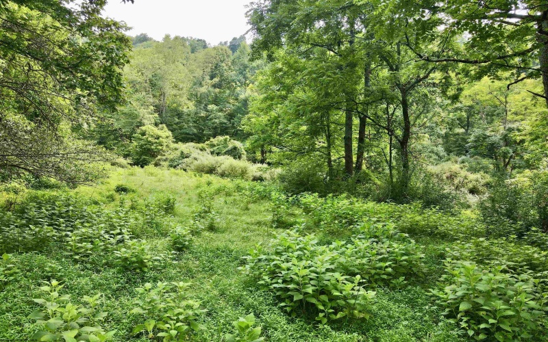 1527 Cowskin Fork Road, Duck, West Virginia 25063, 0 , 0 ,0,Lots/land,For Sale,Cowskin Fork,0,10165989 1527 Cowskin Fork Road, Duck, West Virginia 25063, 0 , 0 ,0,Lots/land,For Sale,Cowskin Fork,0,10165989