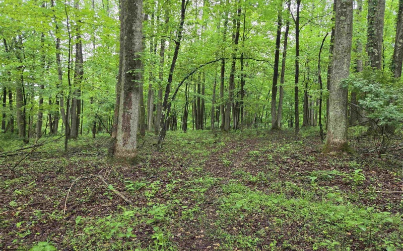 TBD Battle Street, Parsons, West Virginia 26287, 0 , 0 ,0,Lots/land,For Sale,Battle,0,10165992