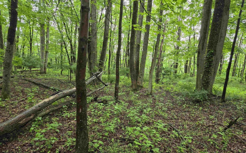TBD Battle Street, Parsons, West Virginia 26287, 0 , 0 ,0,Lots/land,For Sale,Battle,0,10165992