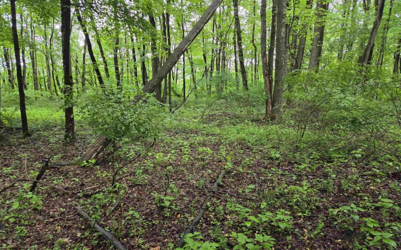 TBD Battle Street, Parsons, West Virginia 26287, 0 , 0 ,0,Lots/land,For Sale,Battle,0,10165992