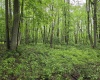 TBD Battle Street, Parsons, West Virginia 26287, 0 , 0 ,0,Lots/land,For Sale,Battle,0,10165992