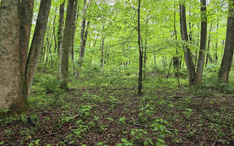 TBD Battle Street, Parsons, West Virginia 26287, 0 , 0 ,0,Lots/land,For Sale,Battle,0,10165992